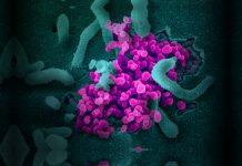 南加州大学研究重点转为应对新型冠状病毒危机