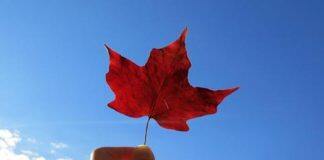 加拿大教育新闻:2021年麦考林加拿大热门专业排名来了