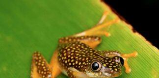 英国赫尔大学获得200万欧元资助研究气候变化对冷血动物的影响