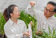 澳大利亚莫道克大学科学家研发新型大麦基因应对气候变化