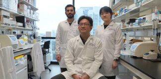 NTU研究 | 衰老过程如何改变脑细胞功能以保持记忆