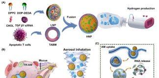 澳大研究团队在肺纤维化治疗取得突破