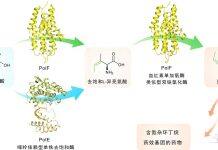武大-厦大团队联手破解氮杂环丁烷类药效基团的生物合成之谜