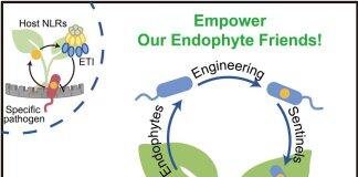 胥国勇课题组通过内生菌遗传赋能工程实现ETI广谱抗病